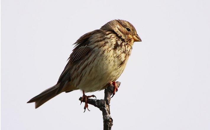 Sorpreso ad abbattere piccoli uccelli protetti e a nasconderli in una calza: denunciato bracconiere