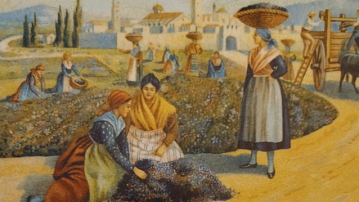 Violetta di Parma, profumo nobile