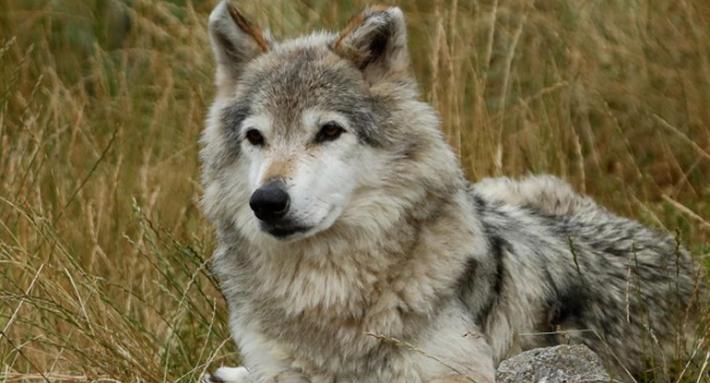 Bracconiere sparo' a lupo, incastrato da analisi Ris Parma