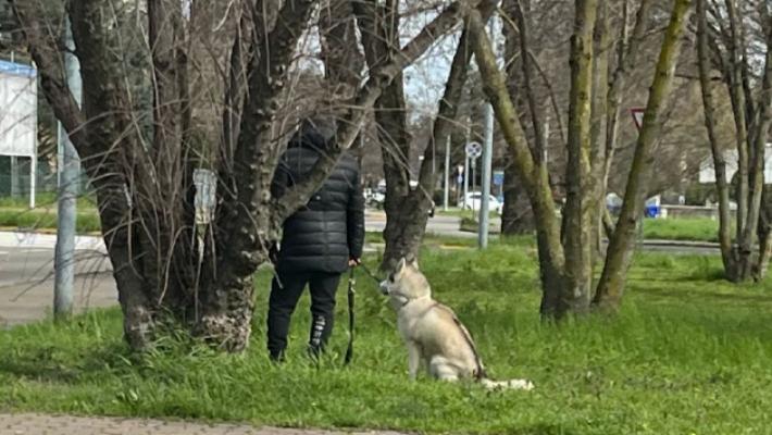 Assalito da un husky in via Ximenes, barboncino in fin di vita