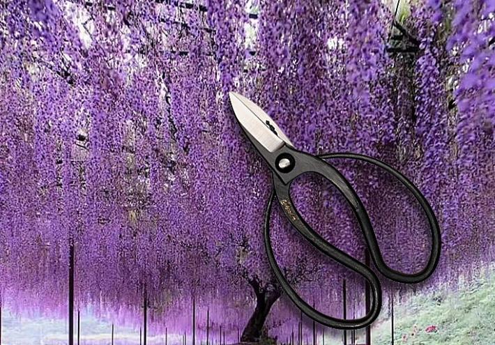 Le cesoie e il taglio dei germogli del glicine
