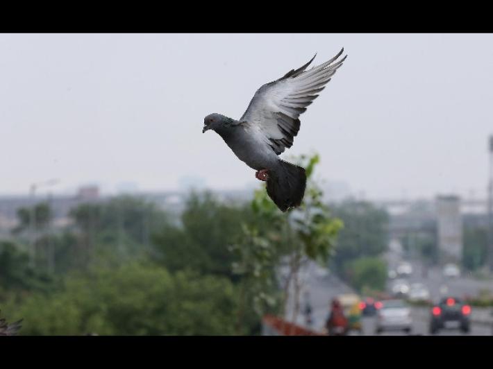 Piccione viaggiatore venduto per 1,6 milioni di  euro