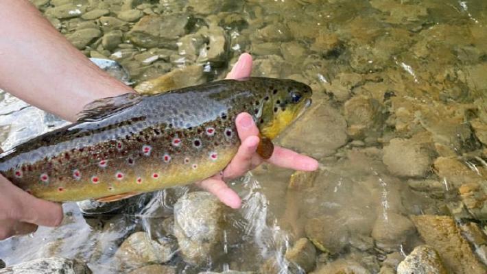 Pescatori in allarme, stop all'immissione di trote fario