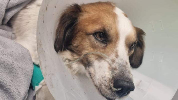 Varsi, cagnolini avvelenati con il topicida