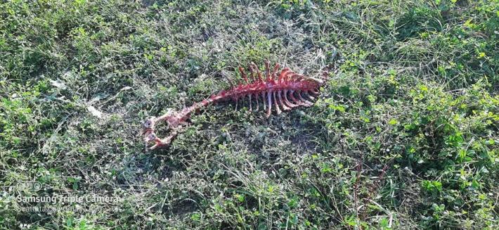Salsomaggiore, cinghiali e lupi in aumento