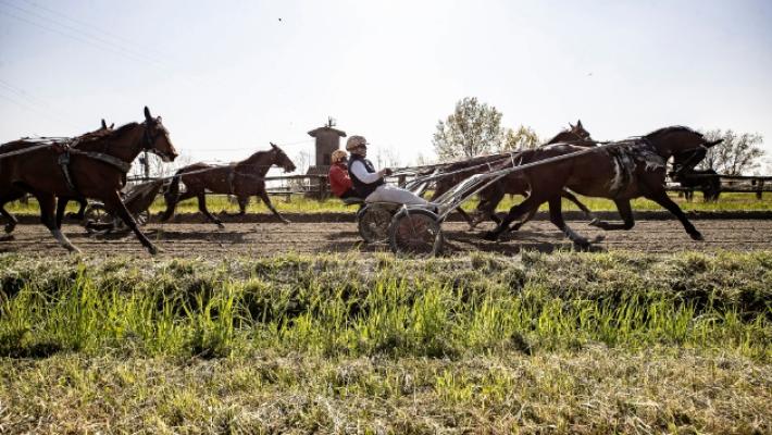 Gocciadoro, l'uomo che &laquo;incanta&raquo; i cavalli