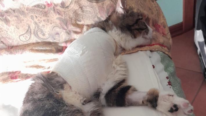 Il coraggio del gatto Plughi: si &laquo;amputa&raquo; una zampa pur di tornare a casa