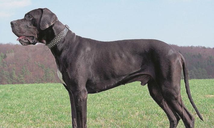 Bimbo azzannato da un alano