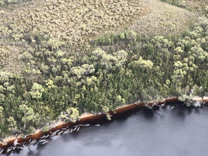 Spiaggiamento in massa di balene e delfini in Nuova Zelanda