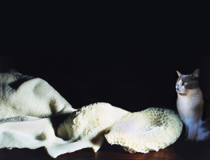 Splendida trippa, come resisterti?