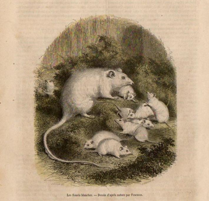 Girovagando intorno ai nomi dei topolini dei nostri vecchi solai