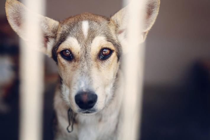 Riscalda un cuore, dona una cuccia con il progetto solidale di Oipa Italia 