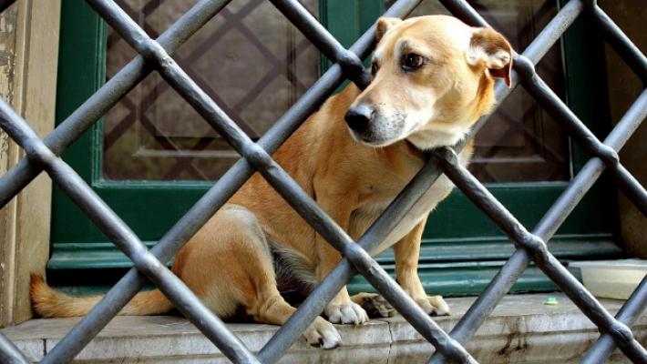 Animali maltrattati, &laquo;finalmente la legge li difende davvero&raquo;