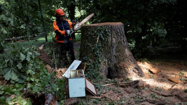 Parco Ducale, il Comune avvia le indagini sul crollo dell'albero