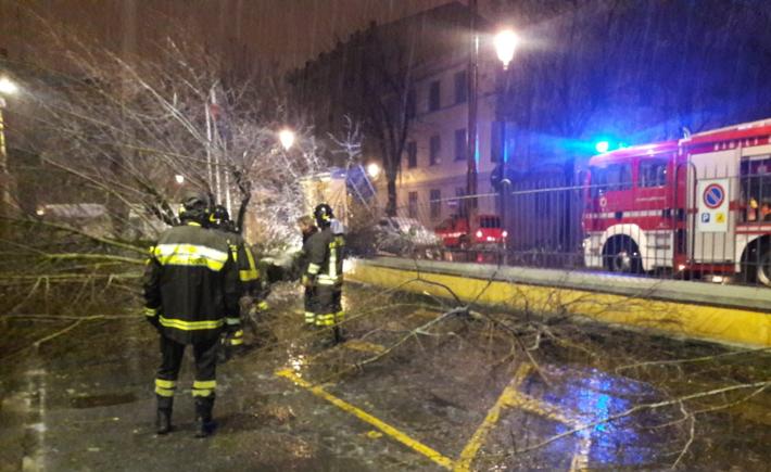 Cade una pianta e sfiora la sede della Pubblica Assistenza