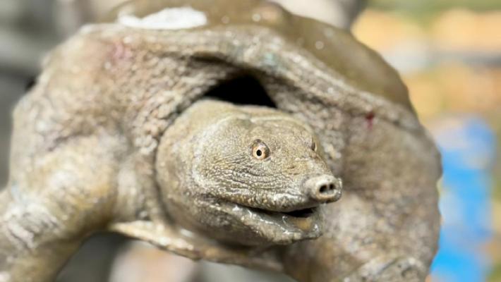 Presa &laquo;Cristina&raquo;, la tartaruga gigante del laghetto