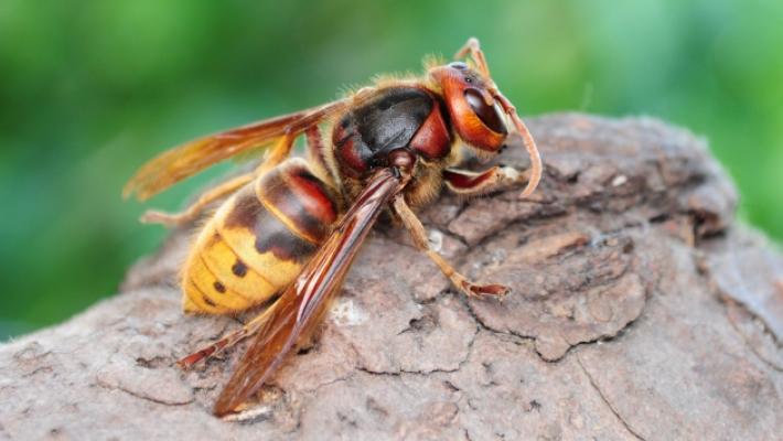 Punture di imenotteri, parla l'esperto: &laquo;Ecco cosa bisogna fare per non rischiare la vita&raquo;