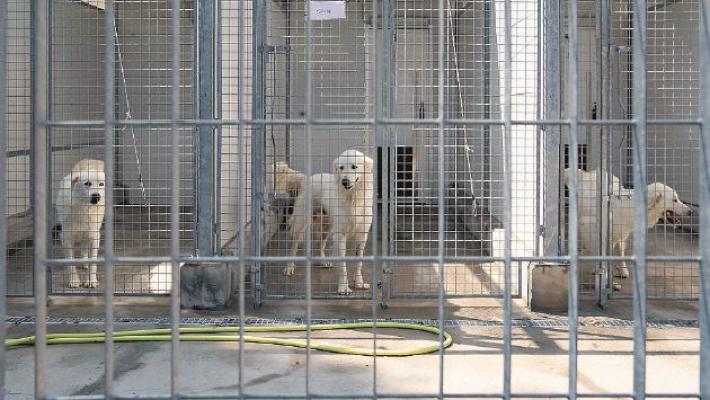Cani, la nuova emergenza sono le rinunce di propriet&agrave;