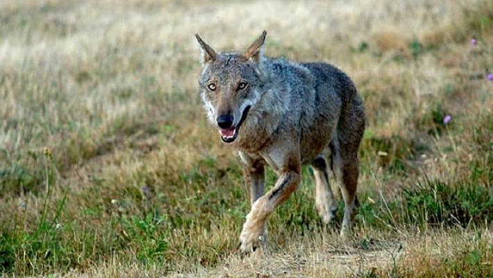 Nuovi cani da caccia predati dai lupi, allarme in Valceno