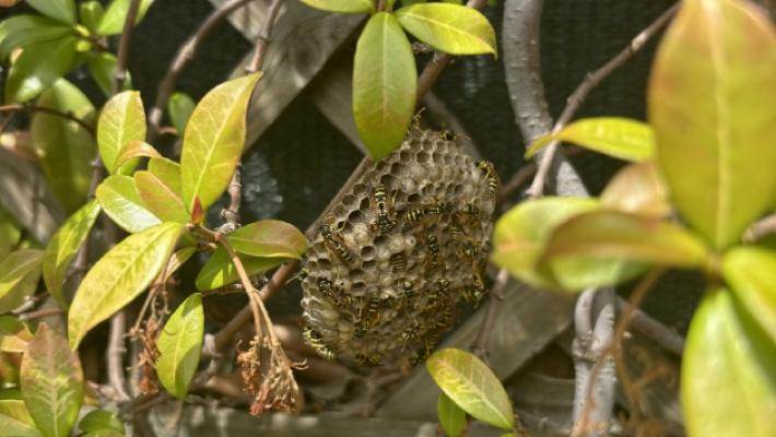Vespe e calabroni, l'estate rovente dell'&laquo;antiaerea&raquo; dei vigili del fuoco