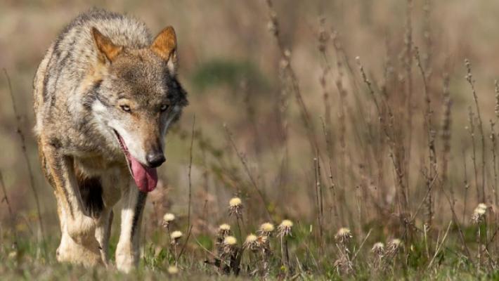 Troppi lupi nel Parmense? C'&egrave; chi chiede piani di contenimento