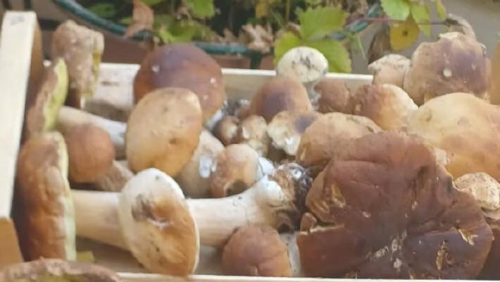 Funghi, la grande attesa. Cruciali i prossimi giorni