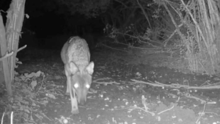 I lupi tornano a colpire in Valceno e a Neviano