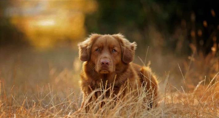 Non si pu&ograve; dire che i cani siano gay