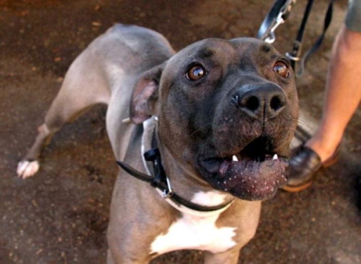 Donna rischia di essere sbranata in casa dai suoi 13 pitbull