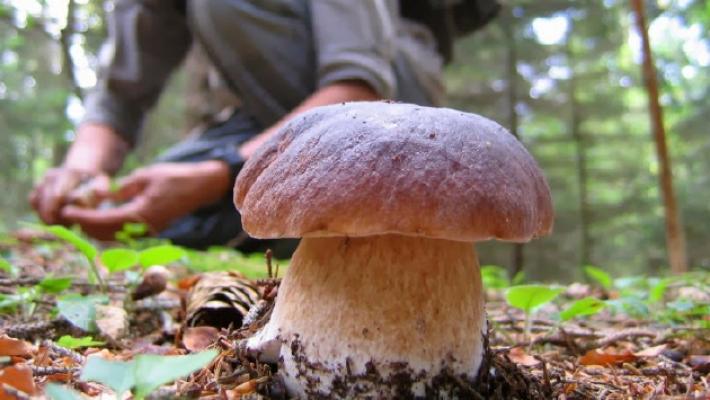 Andar per funghi, come non trasformare una bella gita in una brutta avventura