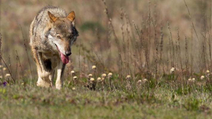 Il lupo non si ferma: Serpagli scrive al ministro