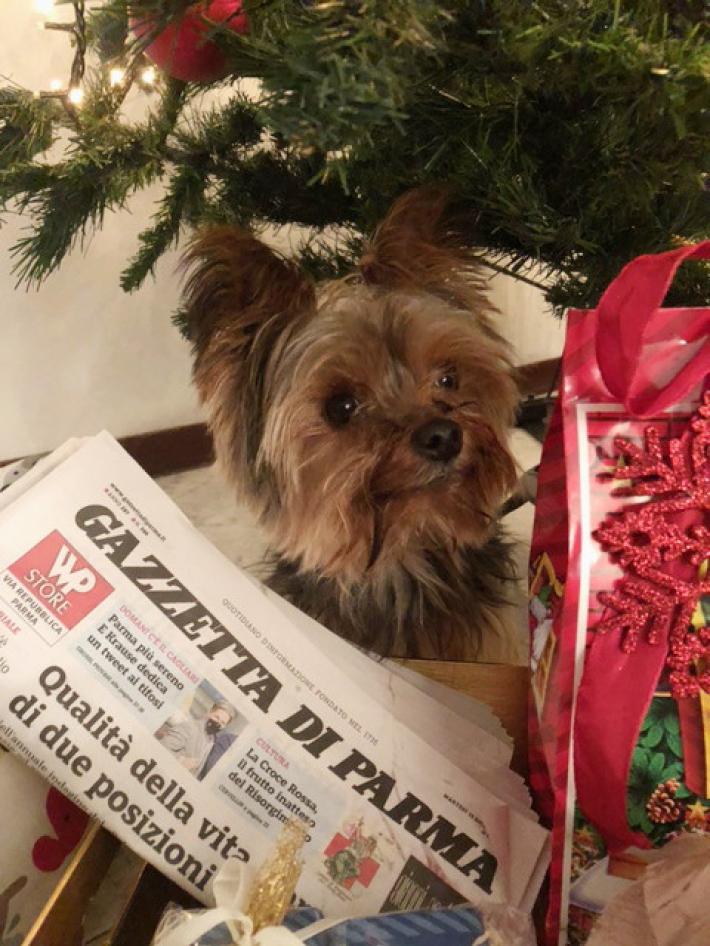 Buone Feste ai lettori della Gazzetta da Cesare!