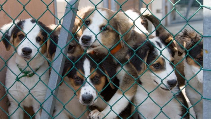 &laquo;Nel canile e gattile ignorate le prescrizioni dell'Ausl&raquo;