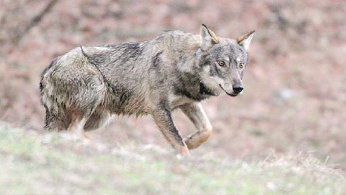 Lupi, in Valtaro cresce l'allarme: Gli allevatori: &laquo;Assalti nella notte, cos&igrave; abbiamo perso le nostre pecore e vitelle&raquo;