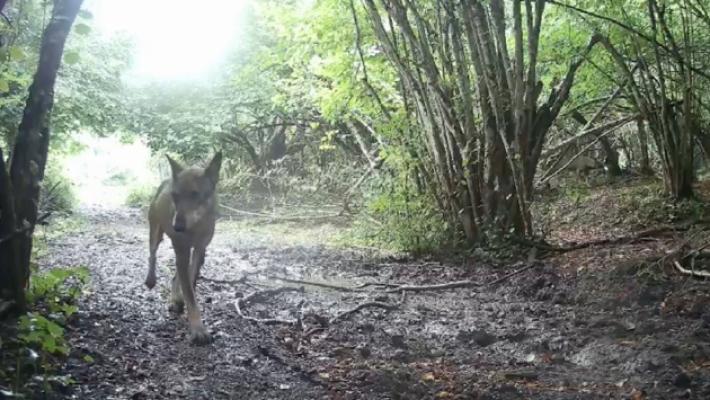 Anche attorno a Collecchio cresce la presenza di lupi