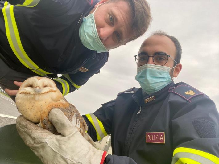 Barbagianni ferito salvato dalla polizia