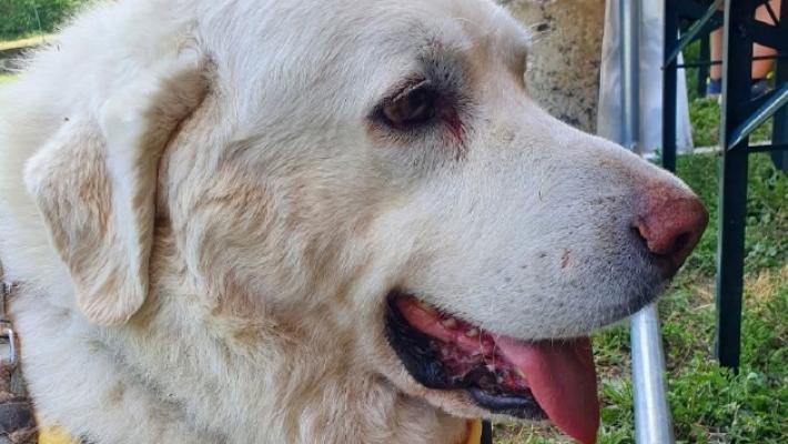 Addio a Toby, il cane mascotte