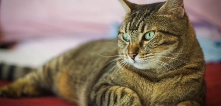 Insegnare a un gatto a non essere aggressivo