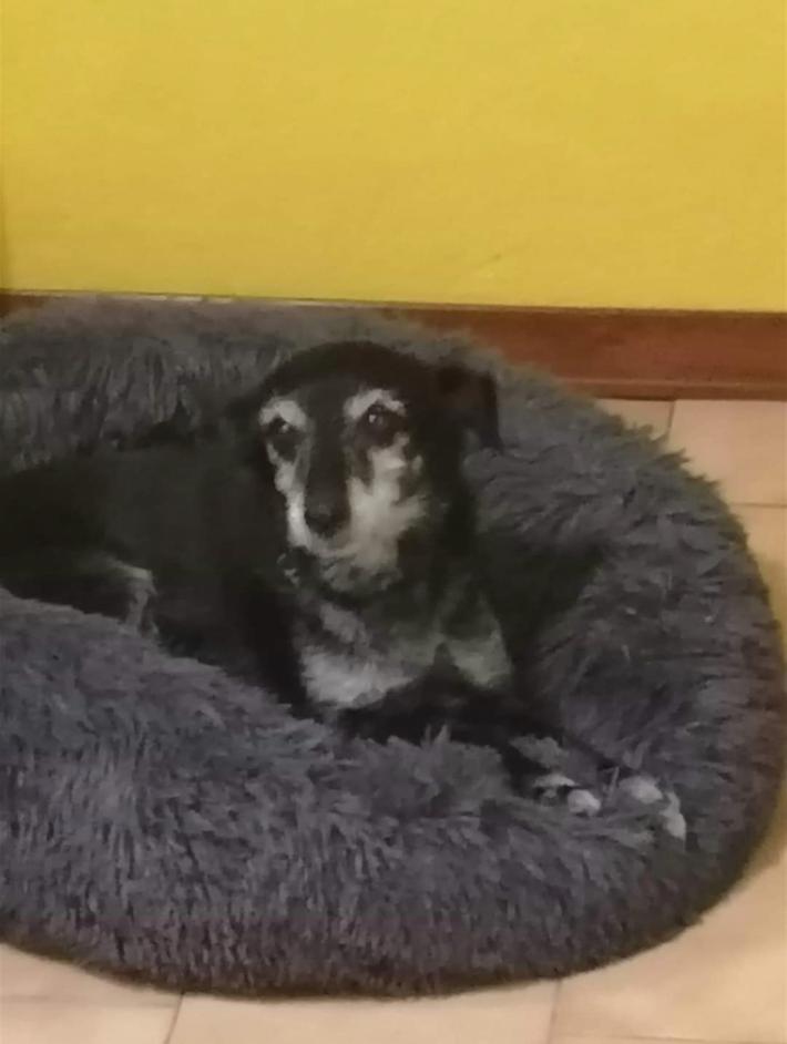 A Sant'Andrea Bagni si &egrave; smarrita Luna: chi l'ha vista?