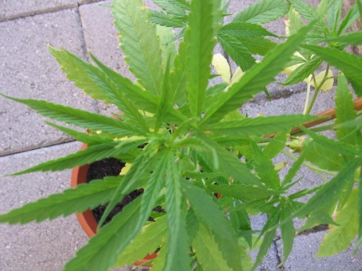 Torta con marijuana light per scherzo, famiglia in ospedale