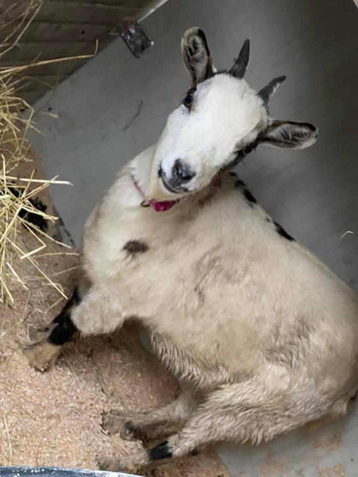 Collecchio, ritrovata la capretta tibetana 