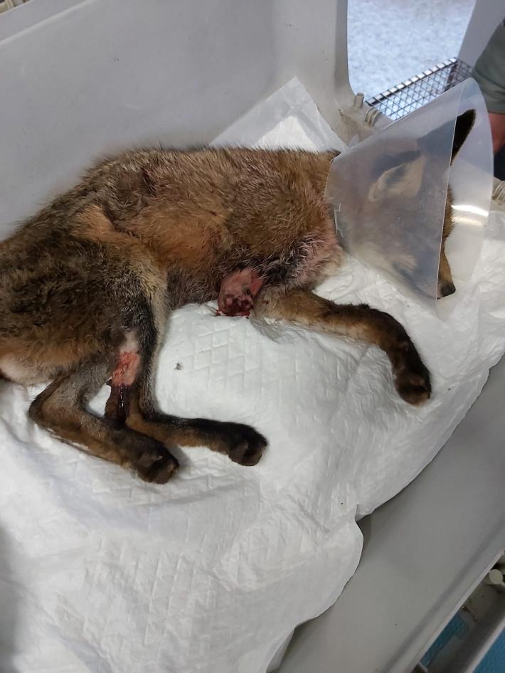 Albareto, tagliola: volpe salvata ma mutilata