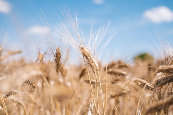 Barilla, la filiera corta del grano duro che valorizza i territori