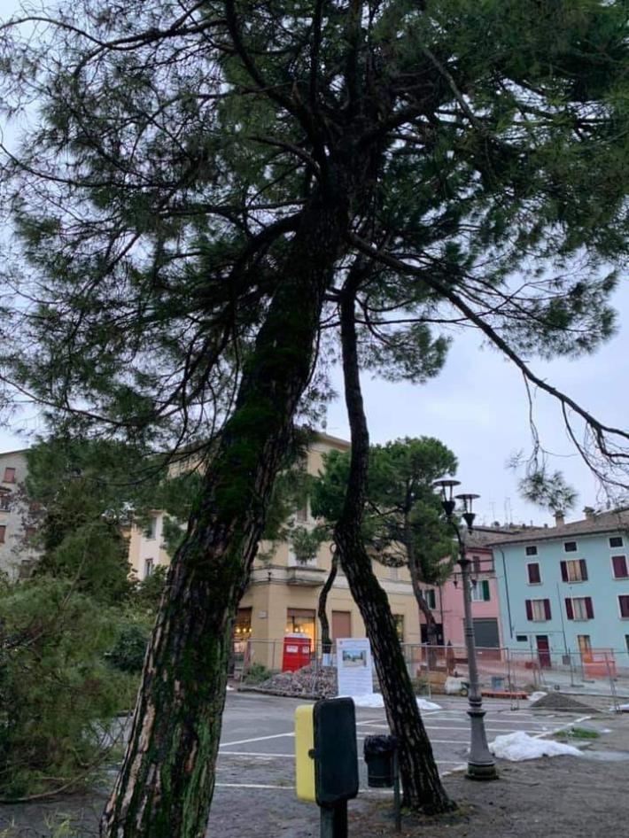 Piazza Matteotti, i pini marittimi saranno abbattuti