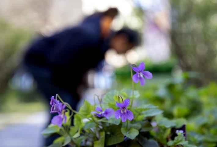 Si cercano giovani under 30 amanti dei giardini