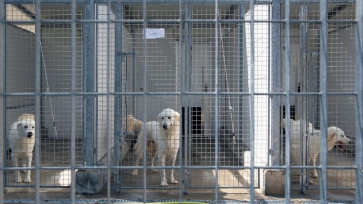 Bocchi: &laquo;Canile-gattile? Cos&igrave; non va&raquo;. Lavagetto: &laquo;Nessun problema con Ade&raquo;