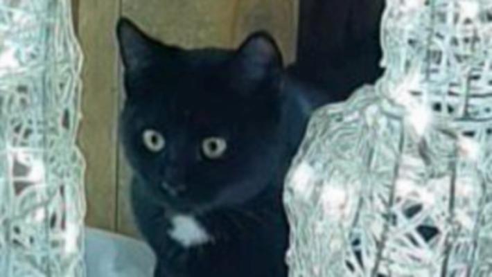 Il micio Arsenio preso a fucilate per pura crudelt&agrave;