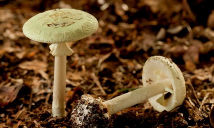 Un'intera famiglia avvelenata dai funghi
