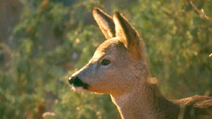 Spari vicino alle case di Cafragna? &laquo;Tutto regolare per caccia ai caprioli&raquo;. Gli abitanti: &laquo;Paura e senza avvisi&raquo;