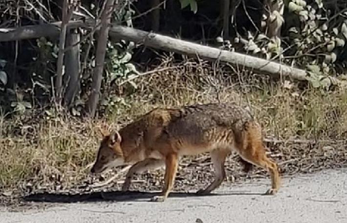 L'esperto: &laquo;Lo sciacallo dorato? Bello, ma potrebbe creare problemi seri ad agricoltori e allevatori&raquo;
